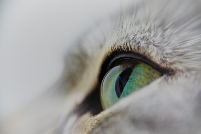 犬猫の視力は人間でいうとどれくらい ペットシッターsos 全国展開のペットシッターサービス